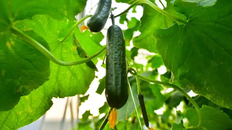 Теплица огурцы Жылыжай қияр