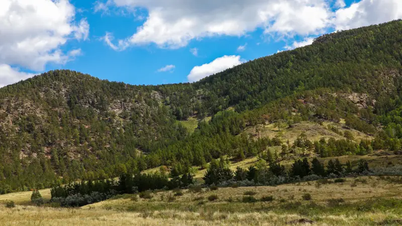 Лес Боровое деревья Орман  Бурабай ағаштар