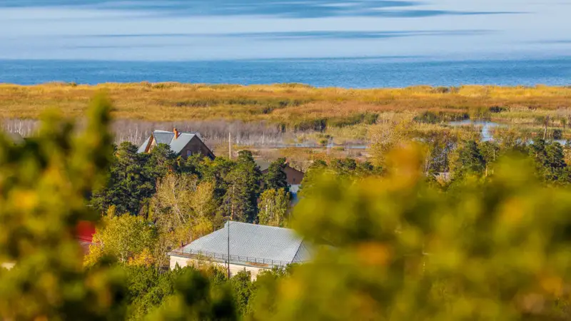 Аул деревня Ауыл Зеренда Деревья растения природа Зеренді Ағаштар өсімдіктер табиғат 