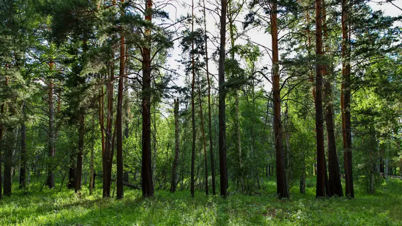Elimizde keıingi 5 jylda orman aýmaǵy 267 myń gektarǵa artqan 
