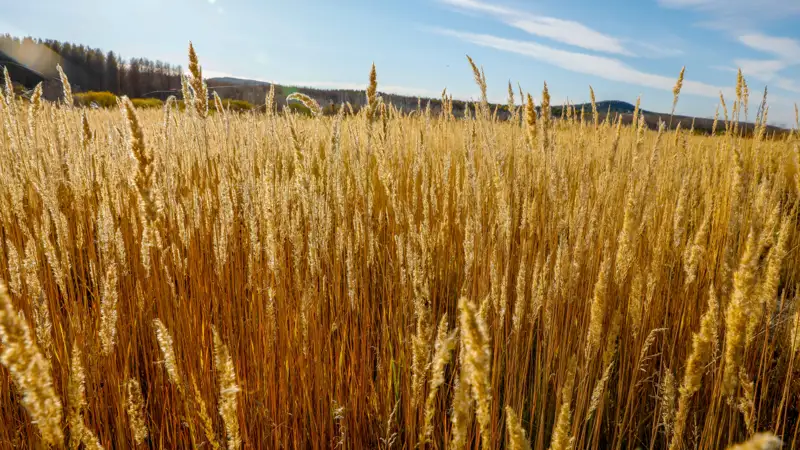 Поле камыш қамыс