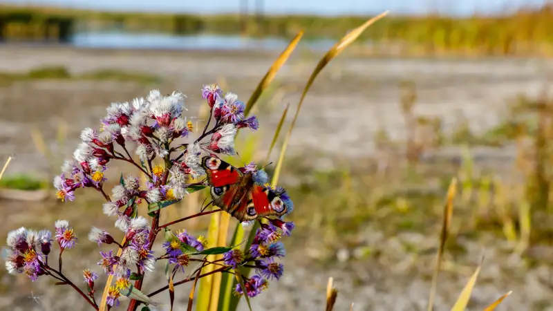 Зеренда Деревья растения природа Зеренді Ағаштар өсімдіктер табиғат бабочка көбелек