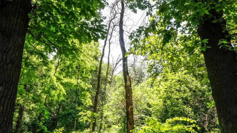 Роща Баума деревья природа Баум тоғайы ағаштар табиғат