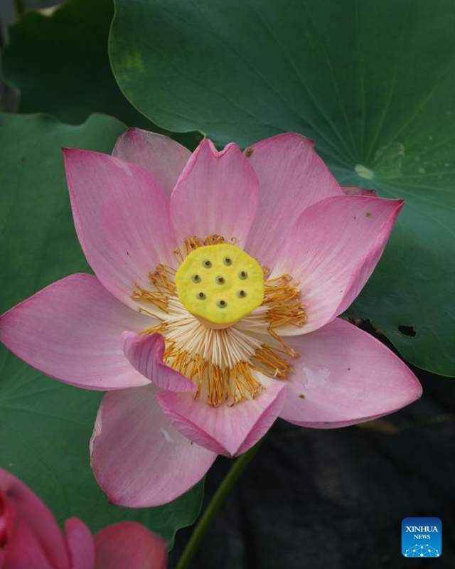 Lotus