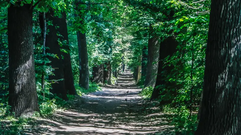 Роща Баума деревья природа Баум тоғайы ағаштар табиғат