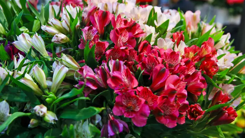 Цветы букет Гүлдер букет  гүл