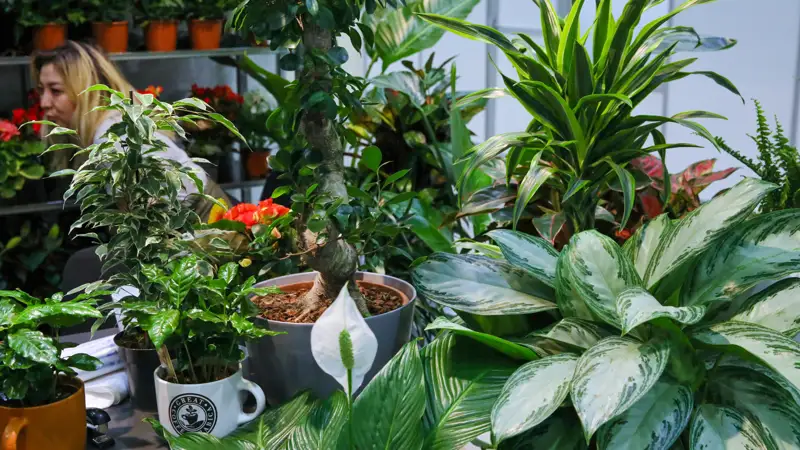 Цветы букет Гүлдер букет  гүл