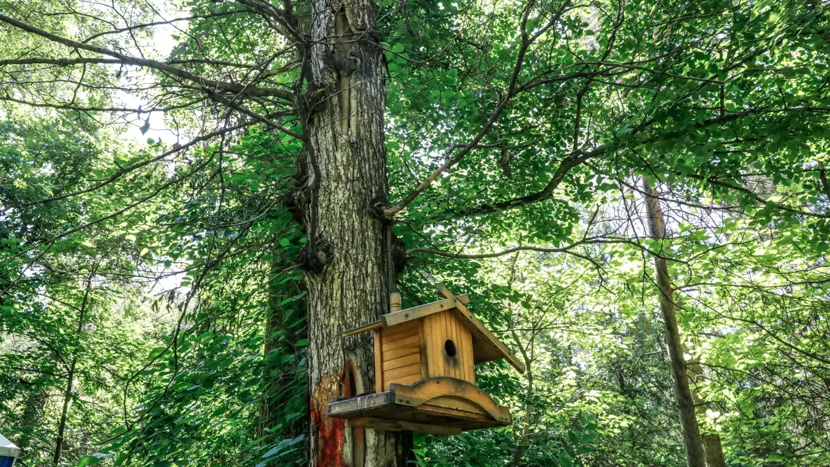 Роща Баума деревья природа Баум тоғайы ағаштар табиғат