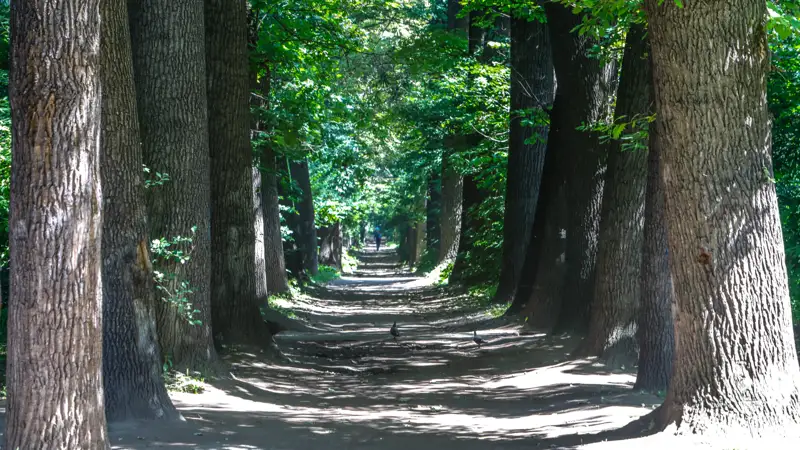 Роща Баума деревья прирРоща Баума деревья природа Баум тоғайы ағаштар табиғатода Баум тоғайы ағаштар табиғат