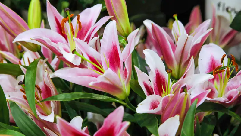 Цветы букет Гүлдер букет  гүл