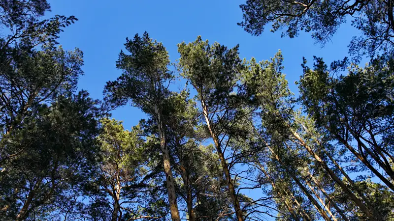 Боровое деревья лес природа Бурабай ағаштар орман табиғат