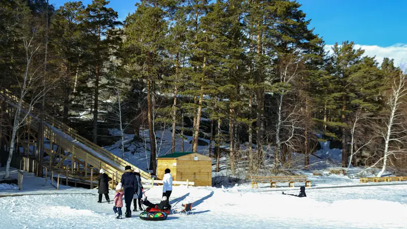 Боровое деревья лес природа Бурабай ағаштар орман табиғат