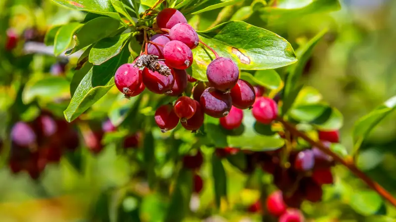 Природа растения ягоды Табиғат өсімдіктерінің жидектері