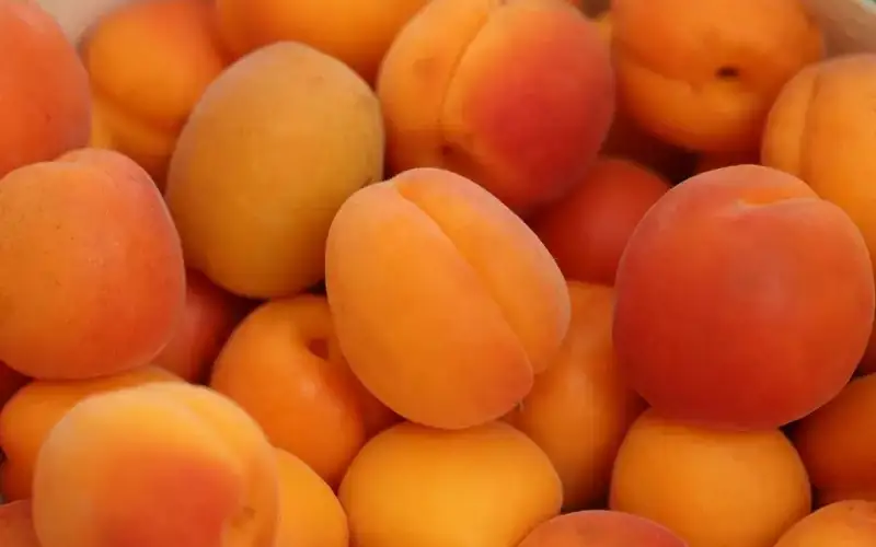 Фото: pixabay.com