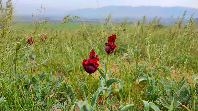 Тюльпаны природа растения қызғалдақ табиғи өсімдіктер