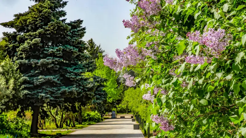 растения, природа, өсімдіктер, табиғат