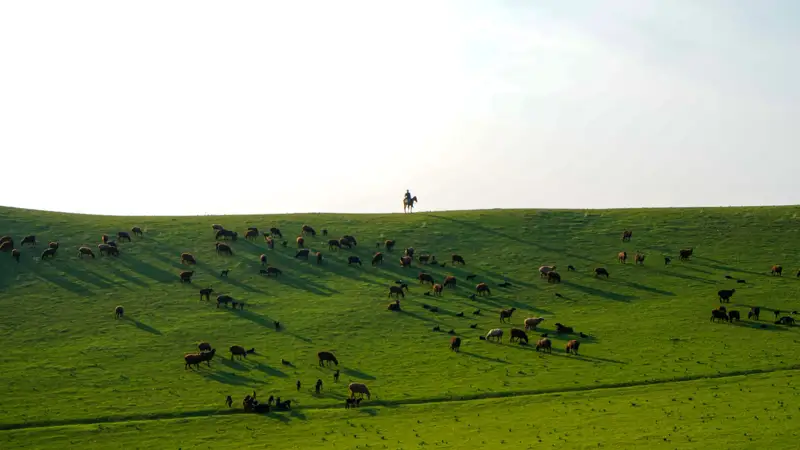 Жайлау выпас скота мал жаю