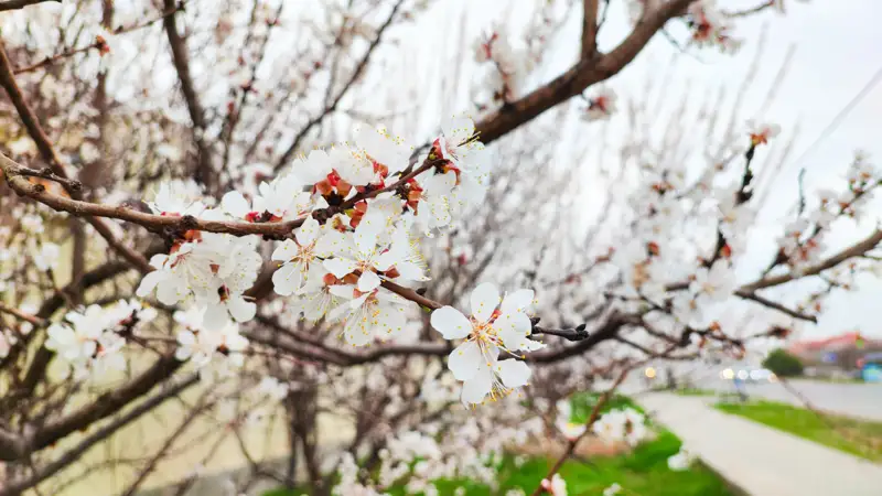 Весна Көктем