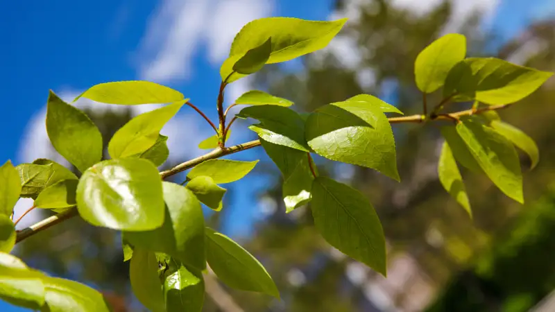 Природа растения табиғи өсімдіктер деревья ағаштар