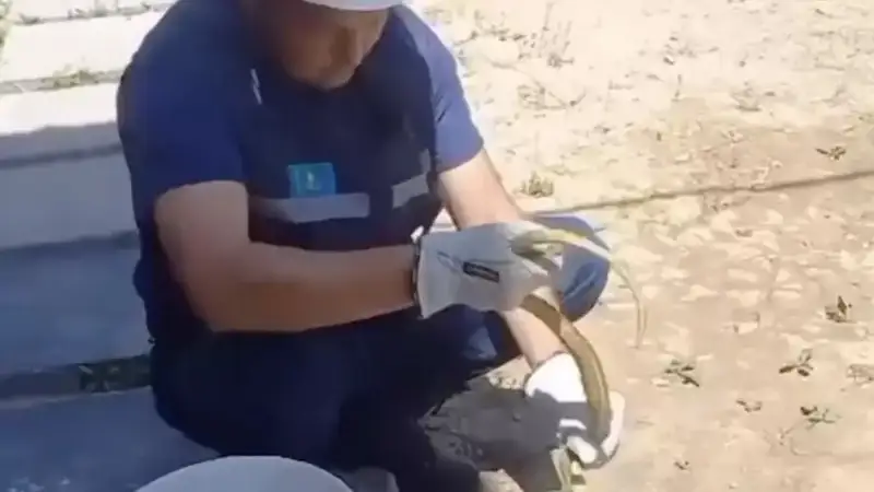 Фото: видеодан алынған кадр