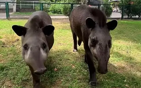 Алматы зообағы экзотикалық жануармен толықты