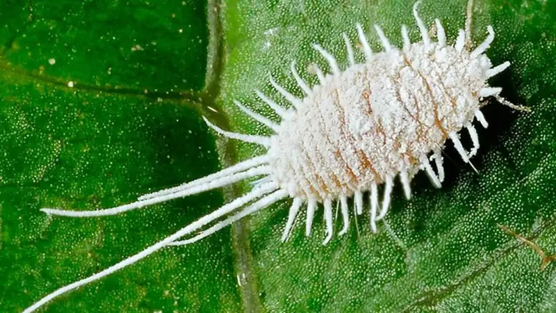 В Жамбылской области в фруктах выявили червеца Комстока