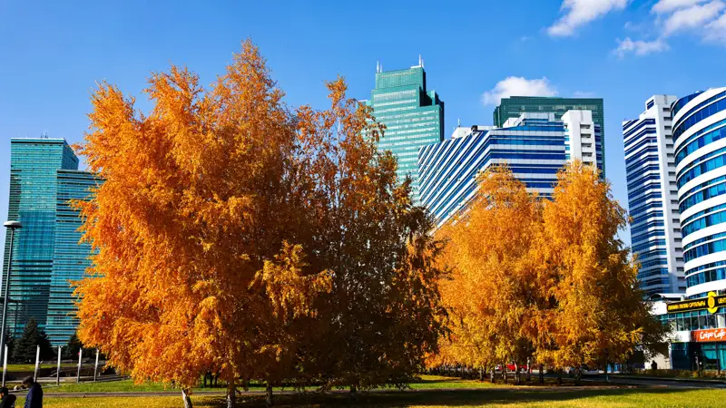 Осень листья Күз жапырақтар