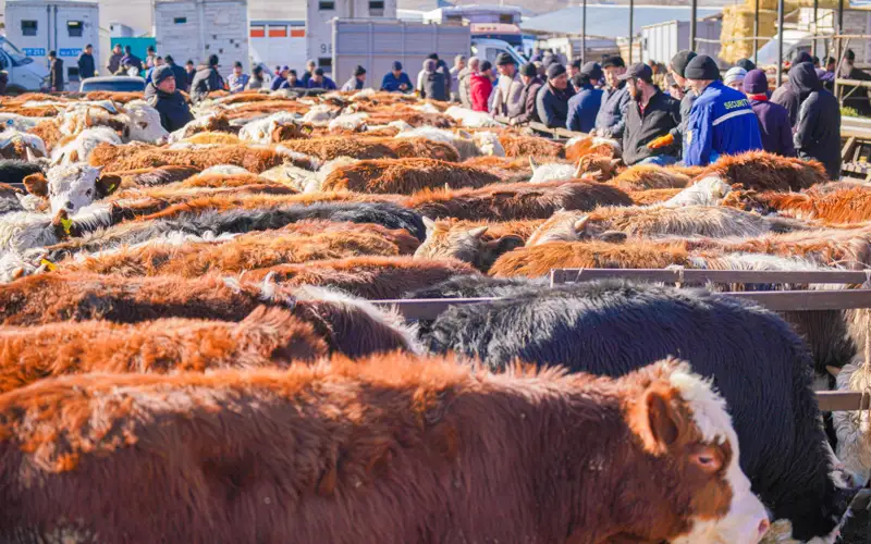 Мал базары/сиырлар