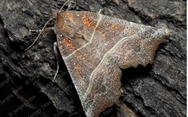 редкая бабочка