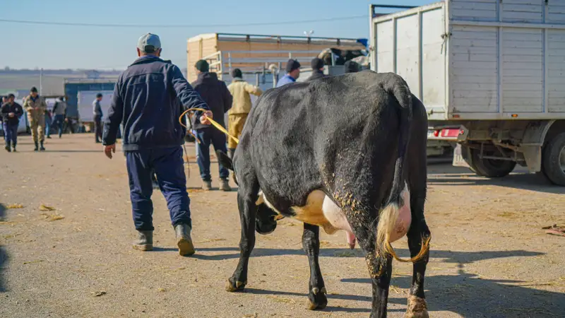 Мал базары/сиырлар