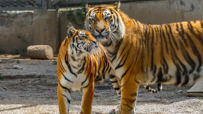 Алматы/хайуанаттар бағы