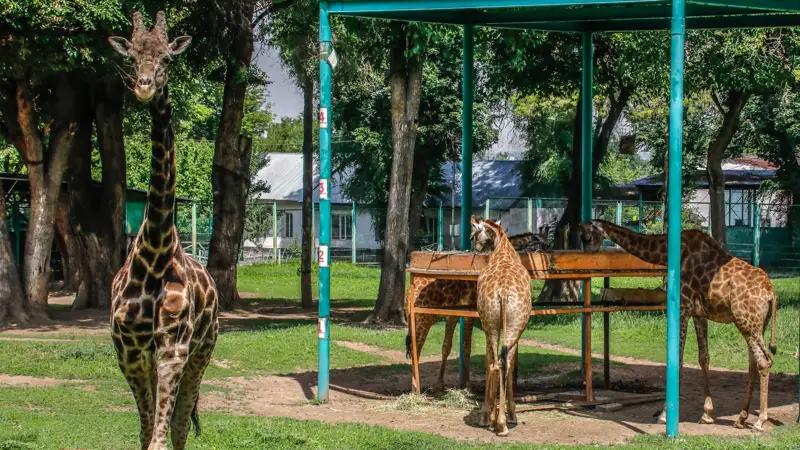 Алматы/хайуанаттар бағы