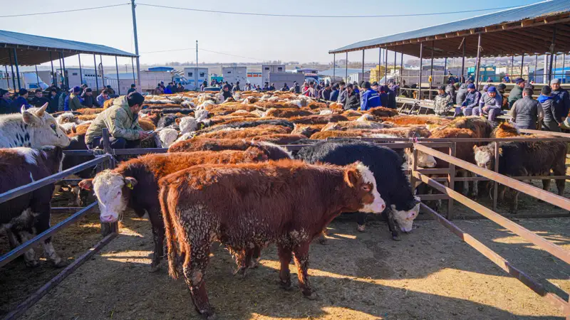 Мал базары/сиырлар