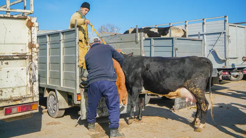 Мал базары/сиырлар