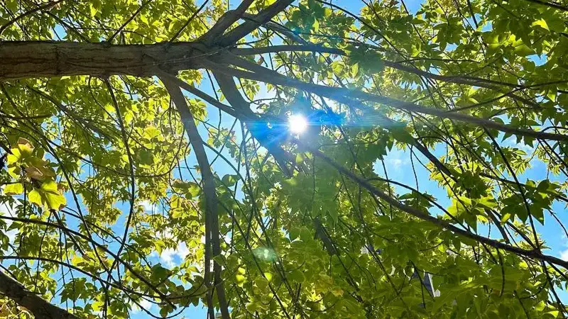Sunny weather