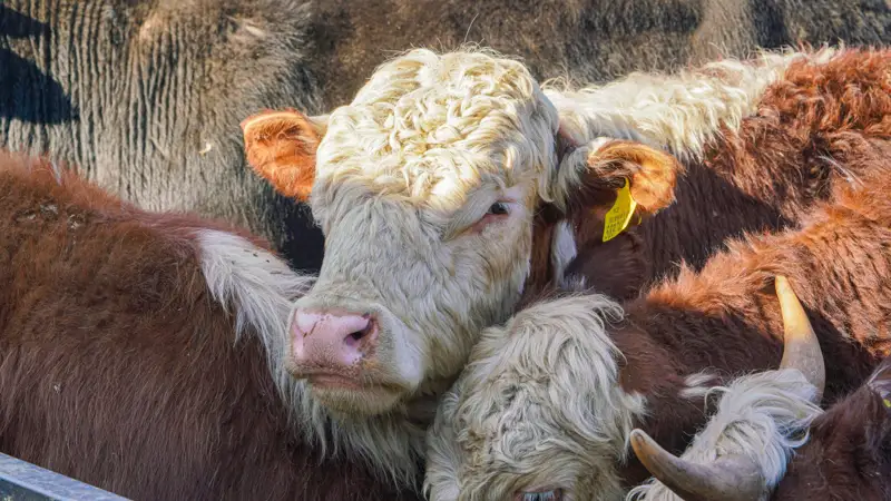 Мал базары/сиырлар