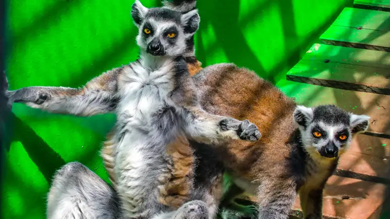 Алматы/хайуанаттар бағы