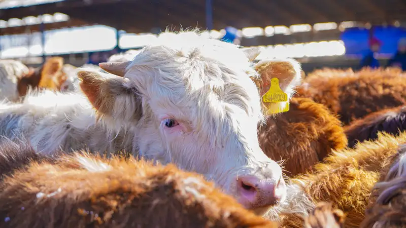 Мал базары/сиырлар