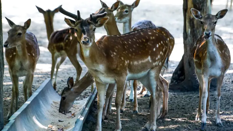 Алматы/хайуанаттар бағы