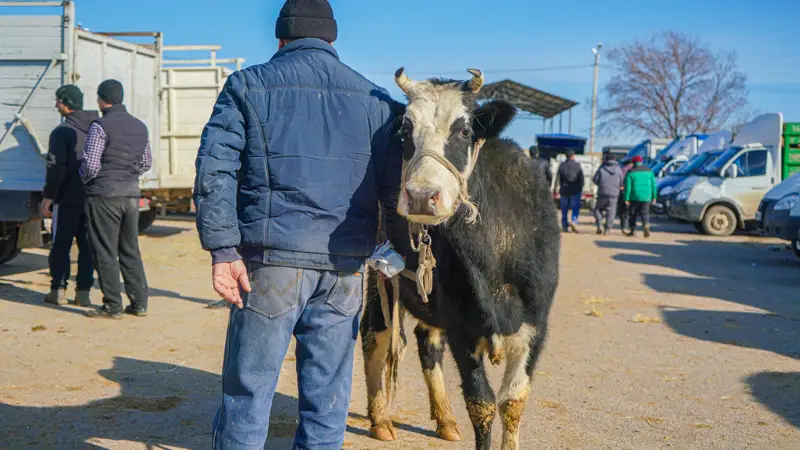 Мал базары/сиырлар