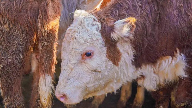 Мал базары/сиырлар