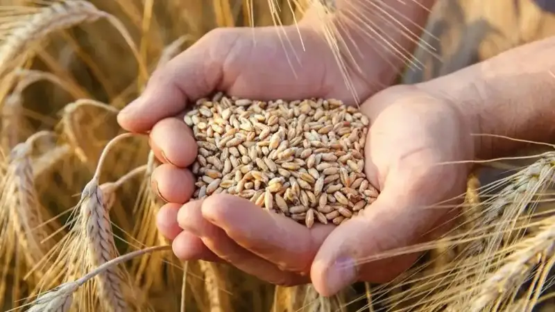 wheat