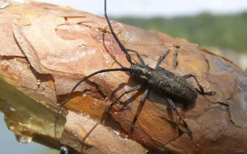 Карантинного черного усача обнаружили в импортных пиломатериалах в Кокшетауской области