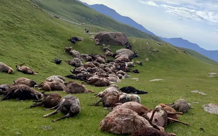 На Иссык-Куле от удара молнии погибли 250 овец
