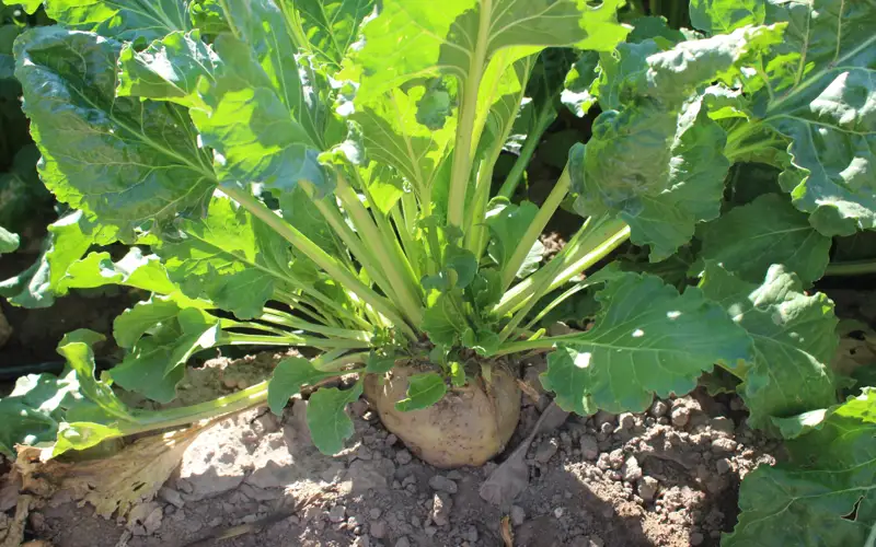 Сахарные заводы простаивали в Жамбылской области