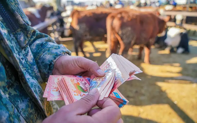 скот, животноводство, КРС, субсидии в в животноводстве