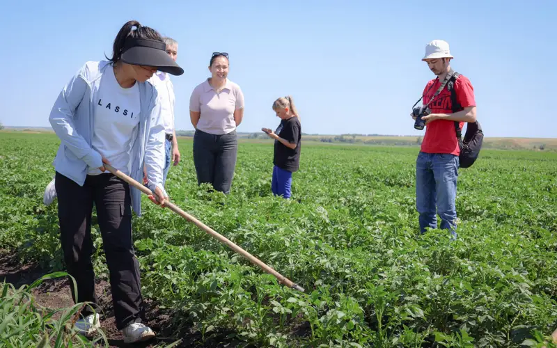 картофель, ученые