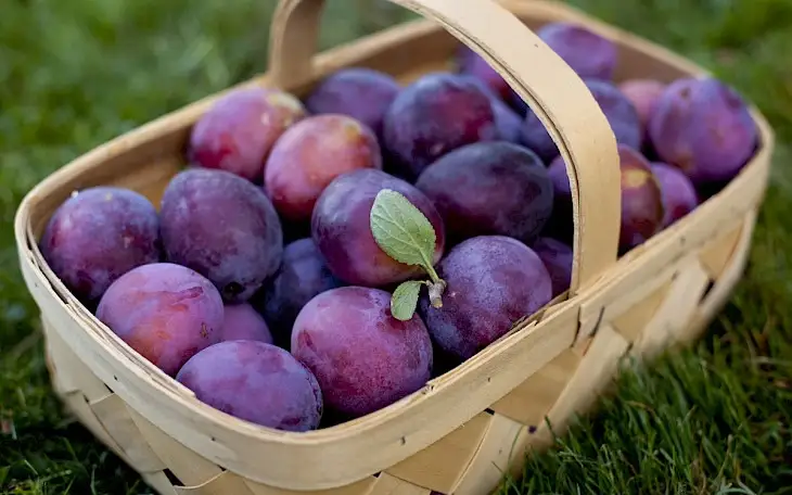 Plums