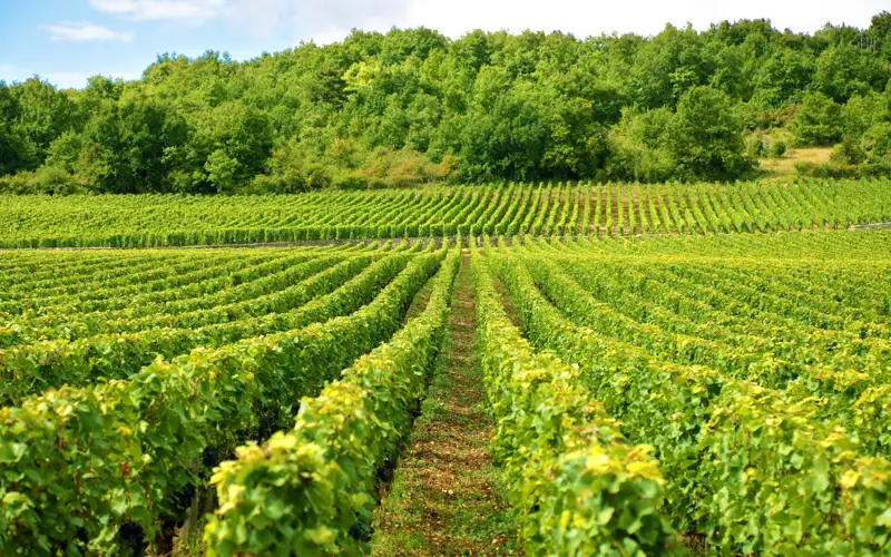 Виноградник, фермерство, сельское хозяйство
