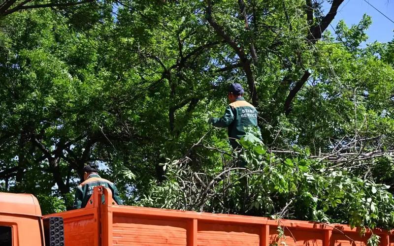 мусор, деревья